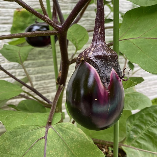 pic eggplant