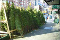 trees sale pic