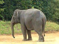 elephant pic