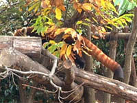 red panda pic