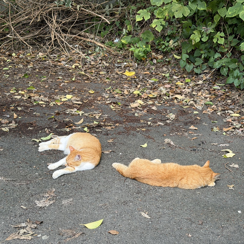 pic